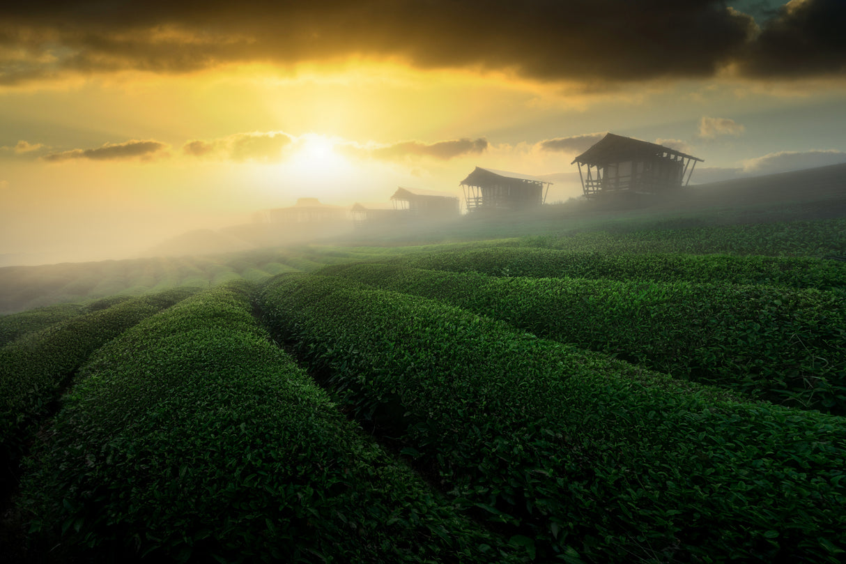 misty sunrise in tea garden Poster och Canvastavla