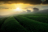 misty sunrise in tea garden Poster och Canvastavla