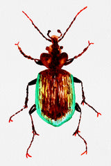 Caterpillar hunter beetle or Calosoma scrutator Poster och Canvastavla