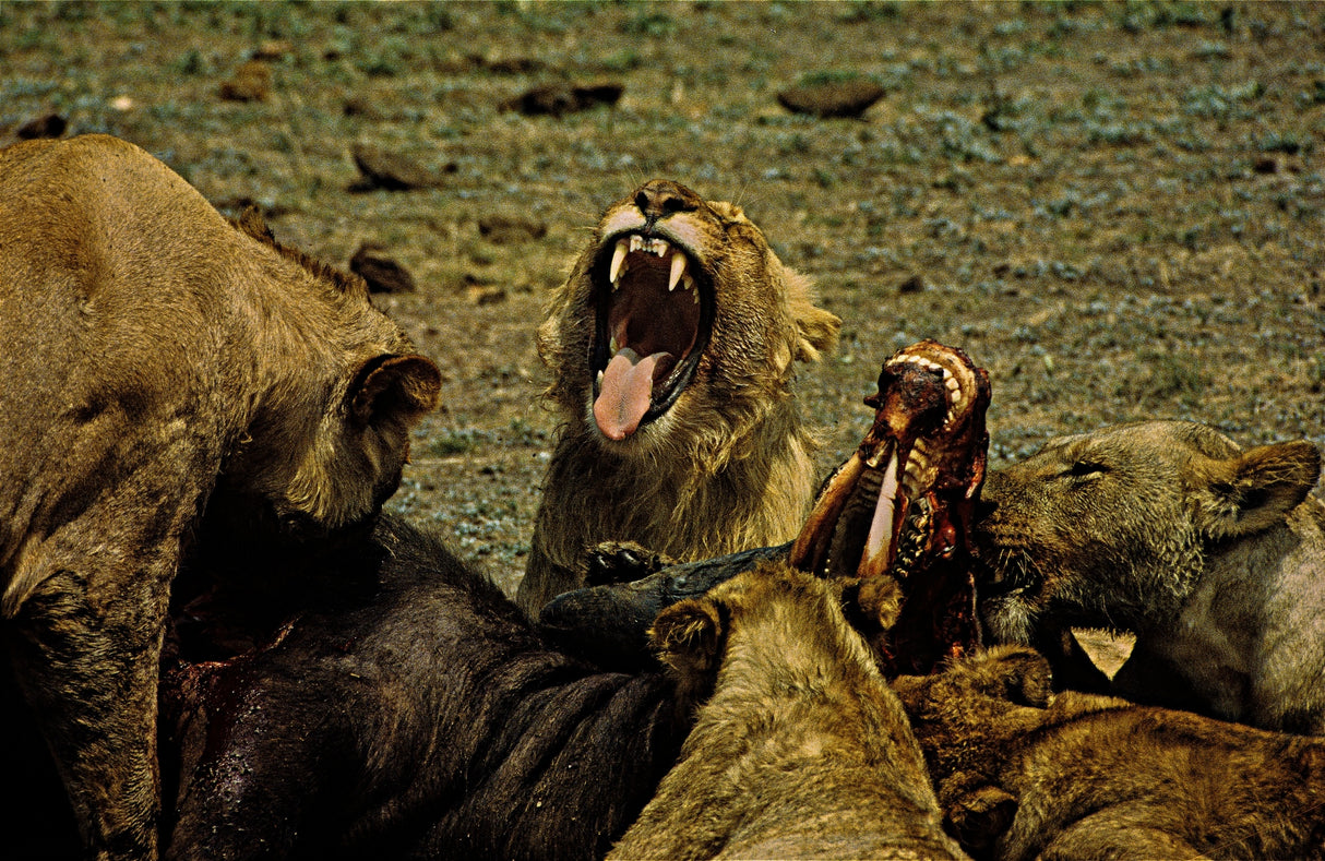 Tired Lion Poster och Canvastavla