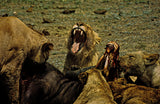 Tired Lion Poster och Canvastavla