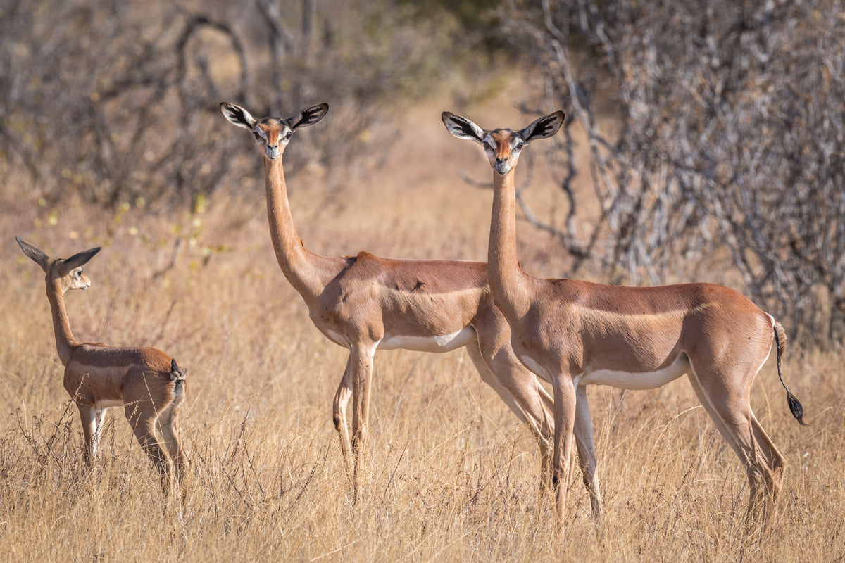 The graceful gerenuk Poster och Canvastavla