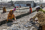 Dry Fish Sorting Poster och Canvastavla