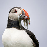 Lunch time / portrait of a puffin Poster och Canvastavla