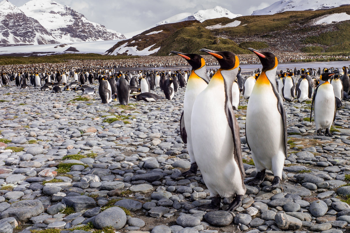 Penguins of Salisbury Plain Poster och Canvastavla