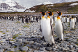 Penguins of Salisbury Plain Poster och Canvastavla