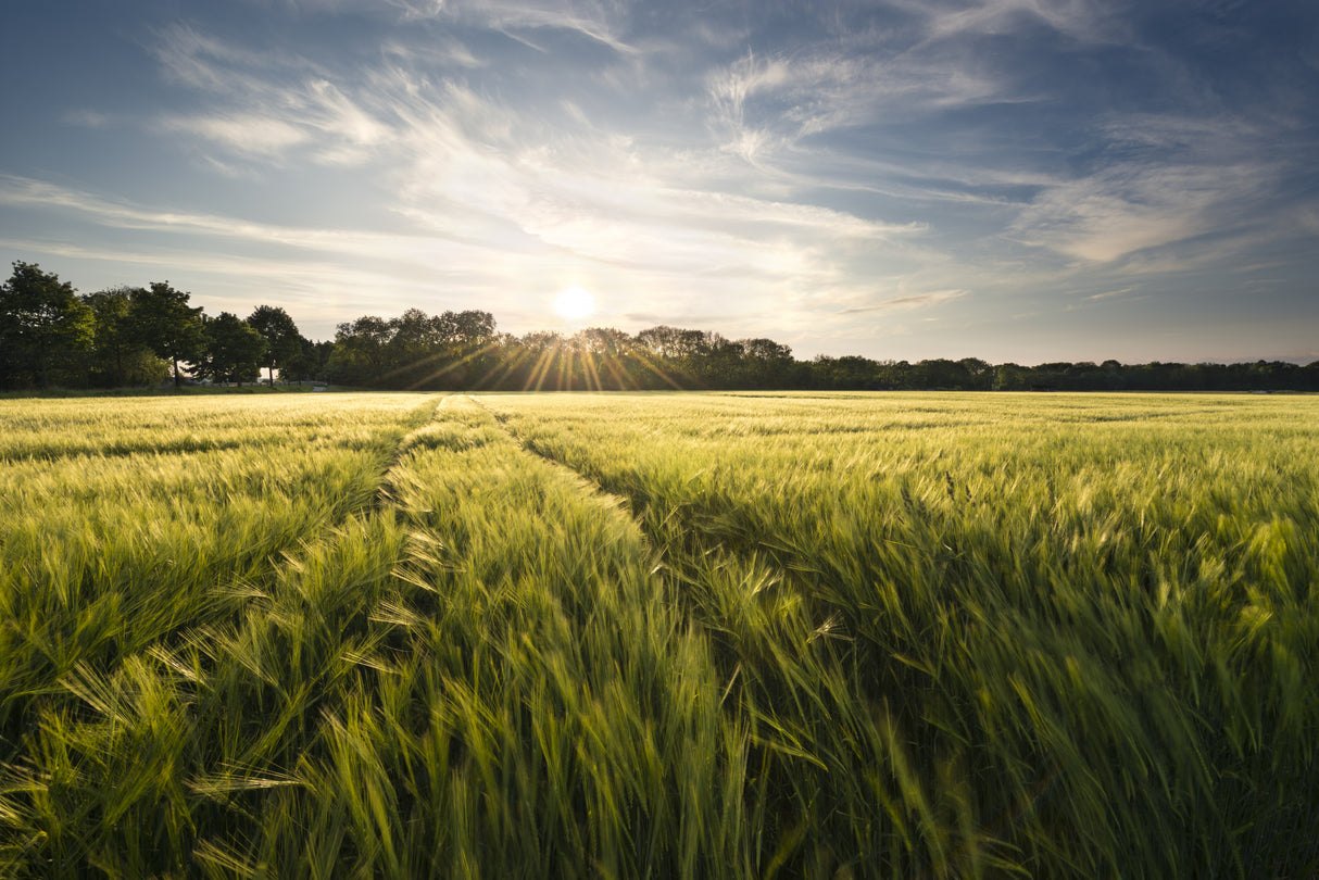 Barley Meadow Poster och Canvastavla