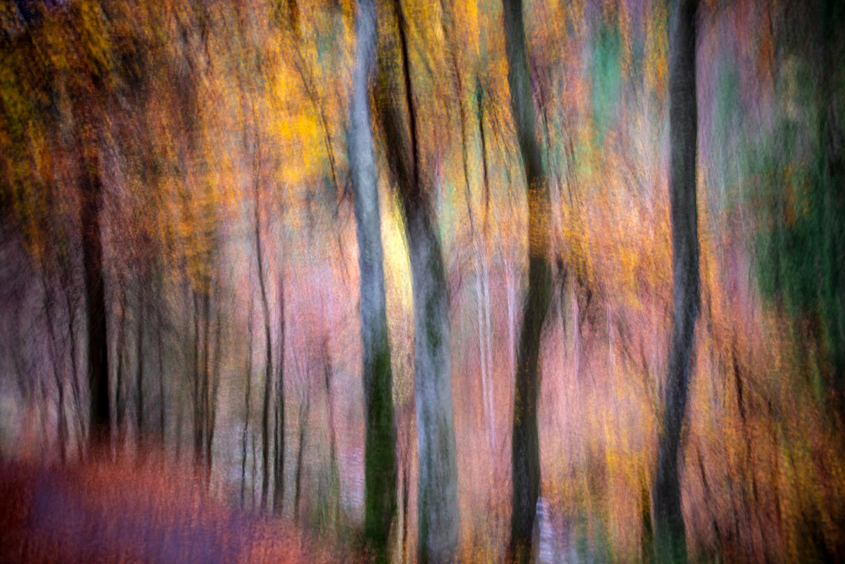Forest in Autumn Poster och Canvastavla
