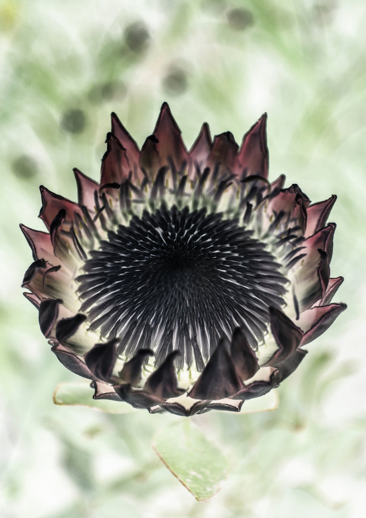 King Protea 02 Poster och Canvastavla