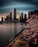 Sakura Poster och Canvastavla