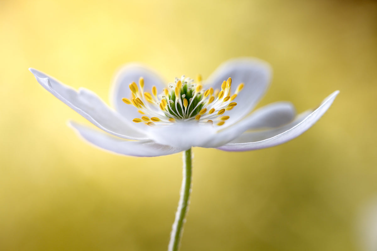 Wood Anemone Poster och Canvastavla