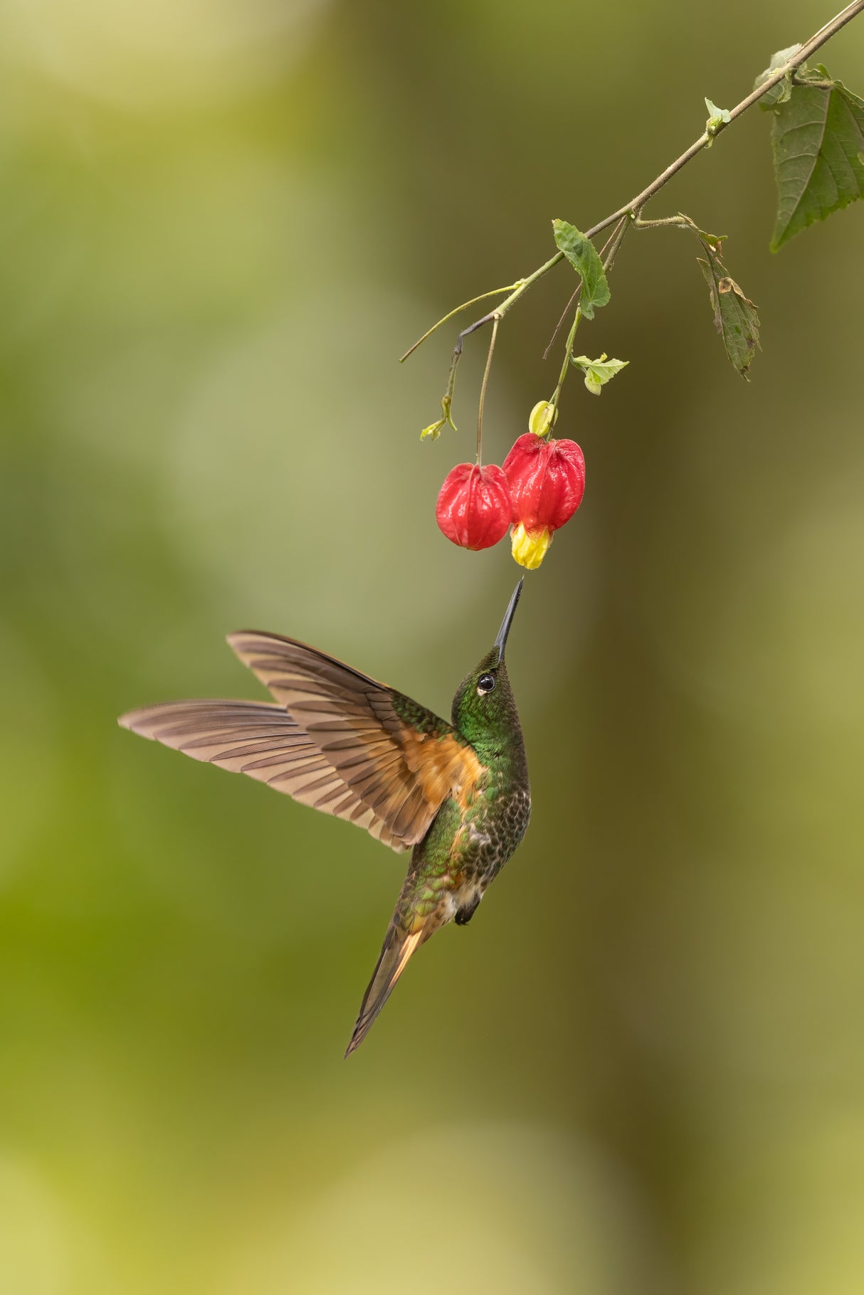 Buff-tailed Poster och Canvastavla