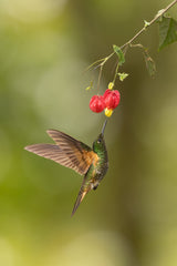 Buff-tailed Poster och Canvastavla
