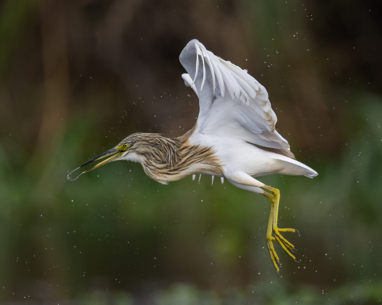 Squacco heron Poster och Canvastavla