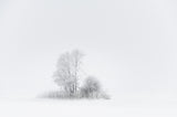 Whiteout Poster och Canvastavla