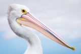 pelican Poster och Canvastavla