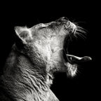 Primal Yawn Poster och Canvastavla