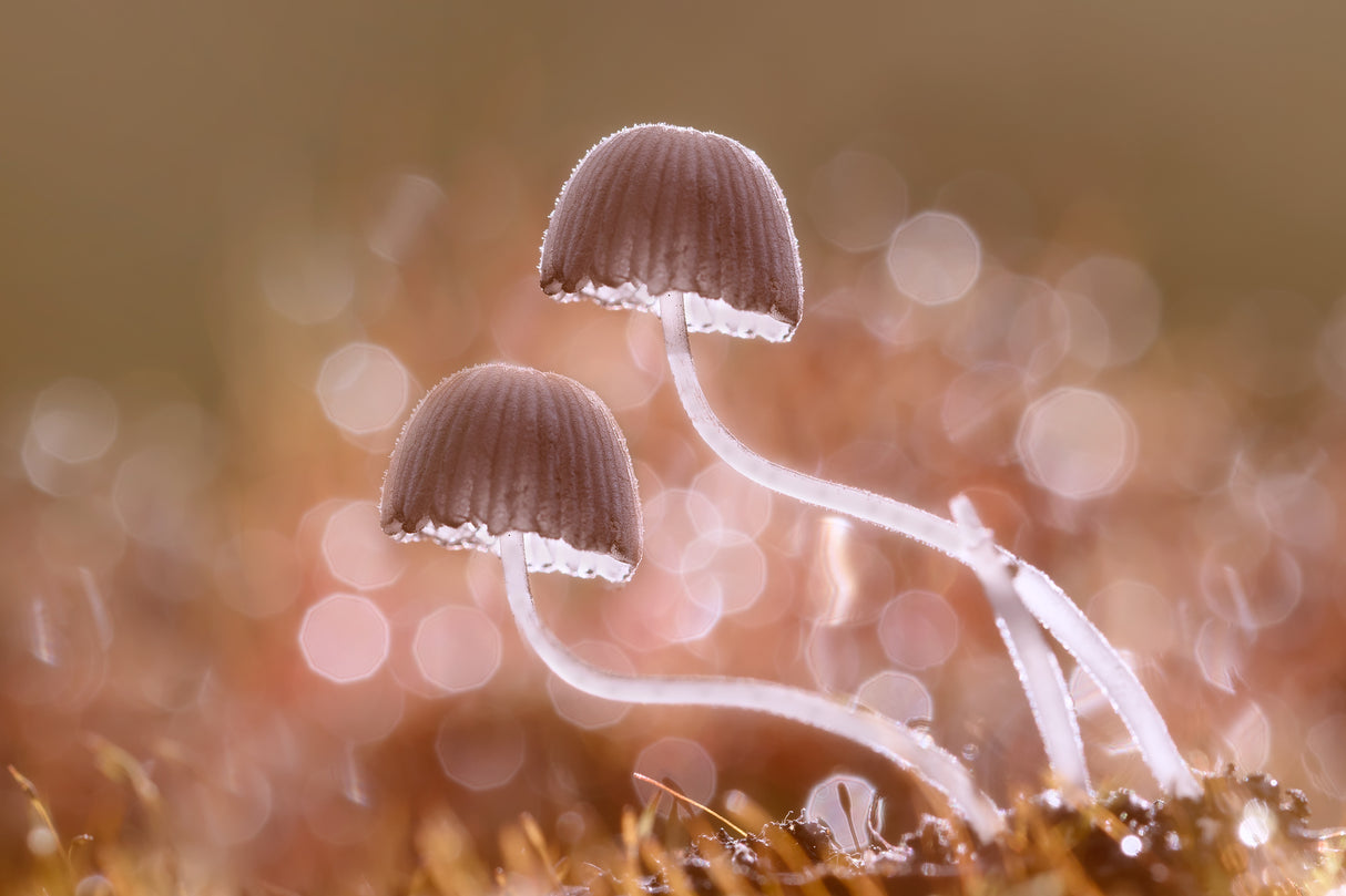You and I After The Rain Poster och Canvastavla