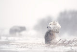 dogs in the storm Poster och Canvastavla