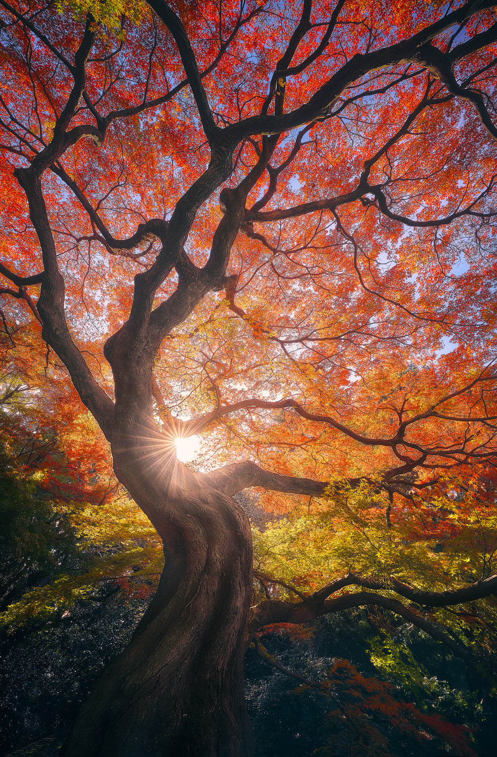 The Japanese Tree Poster och Canvastavla
