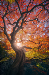 The Japanese Tree Poster och Canvastavla
