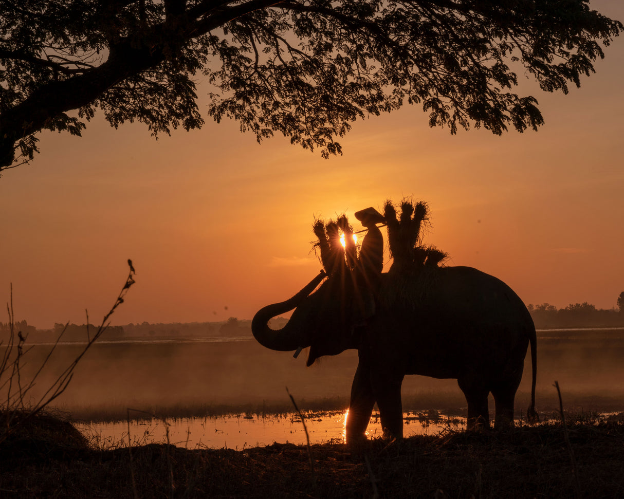 Elephant Village Poster och Canvastavla