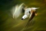 shivering wings Poster och Canvastavla
