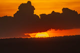 Last night in Africa Poster och Canvastavla