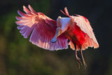 Roseate Spoonbill Poster och Canvastavla