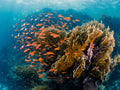 Reefscape Poster och Canvastavla