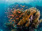 Reefscape Poster och Canvastavla