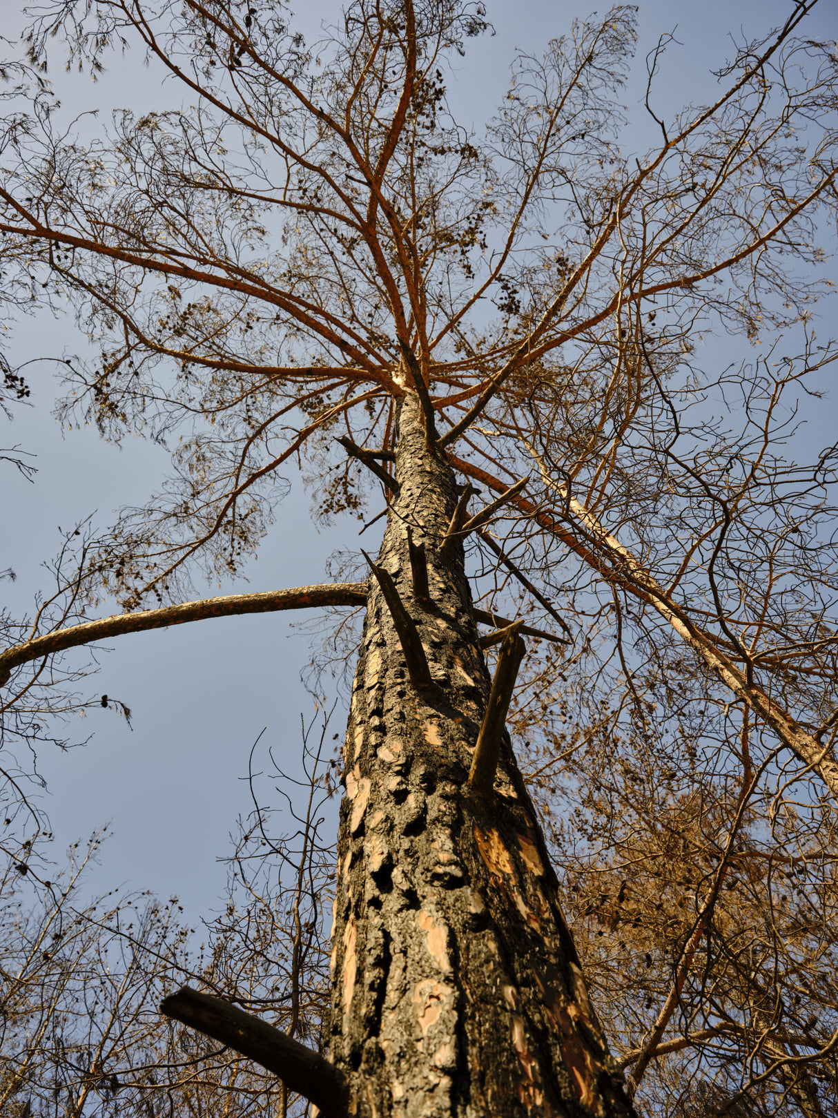 a burned tree Poster och Canvastavla