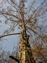 a burned tree Poster och Canvastavla
