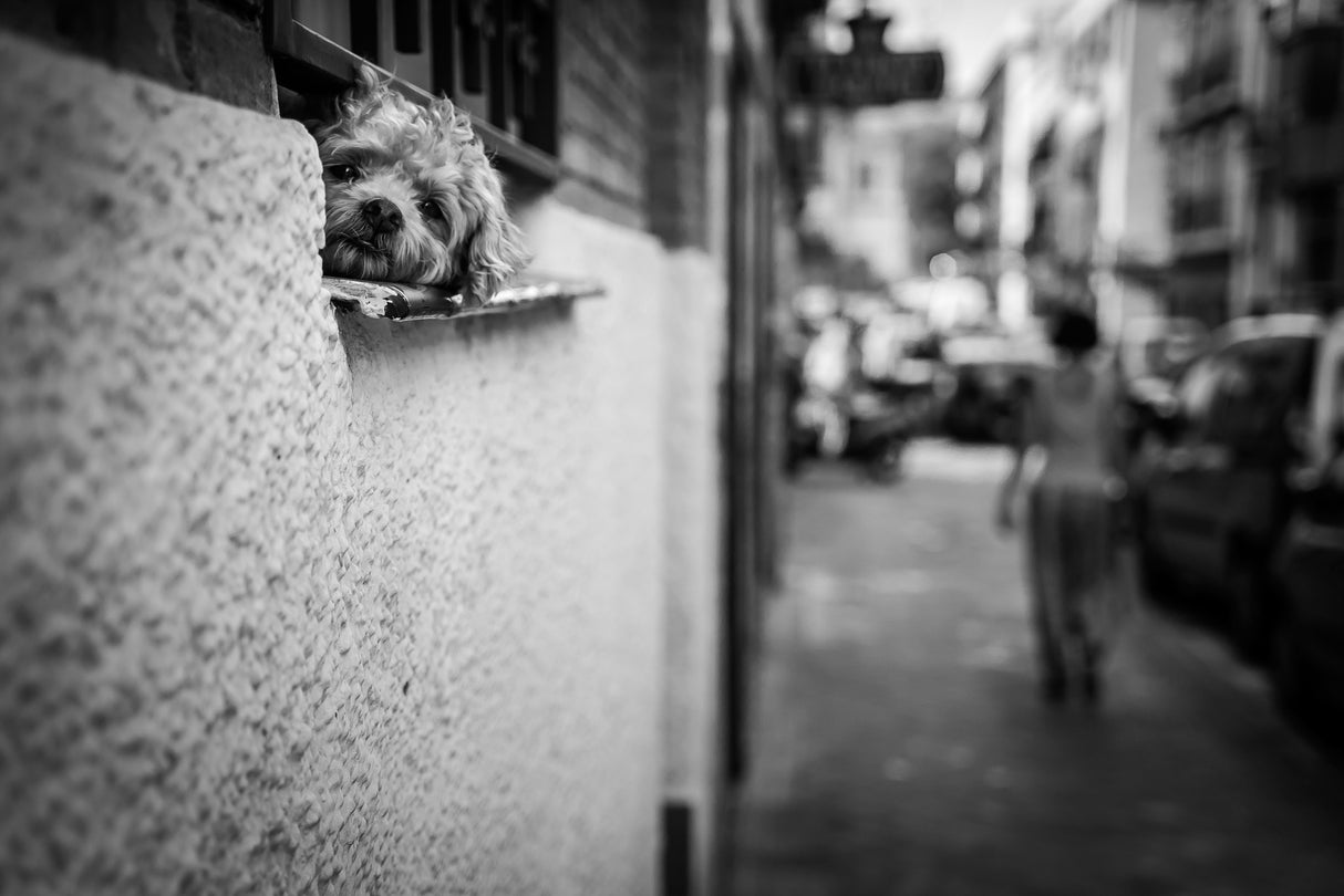 Dog's life Poster och Canvastavla