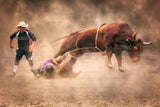Tough Bull Fighting Poster och Canvastavla