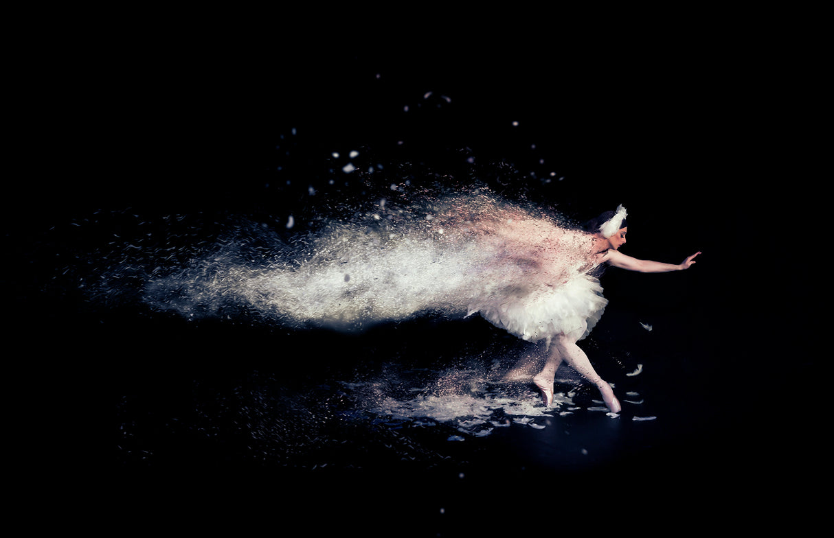 The Dying Swan Poster och Canvastavla