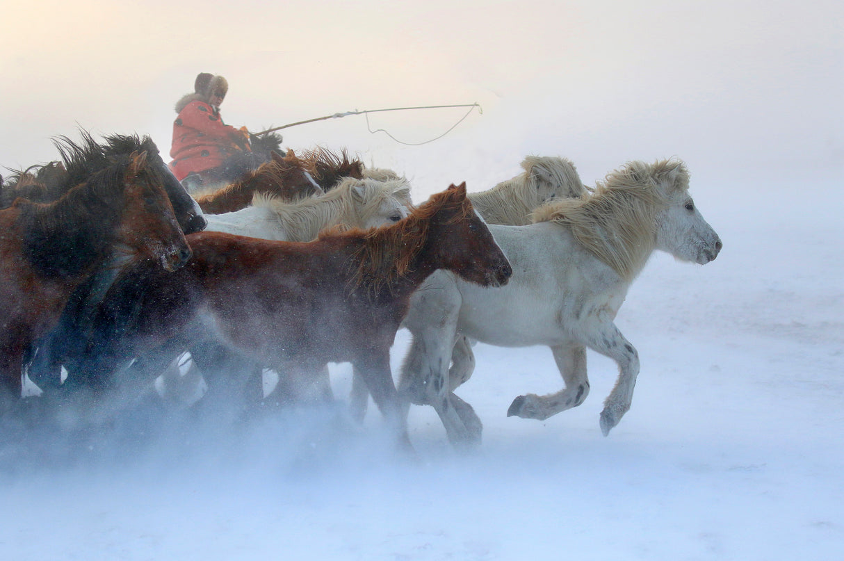 Mongolia winter Poster och Canvastavla
