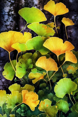 Ginko Biloba leaves 8 Poster och Canvastavla