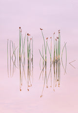 Reflection of Serenity Poster och Canvastavla