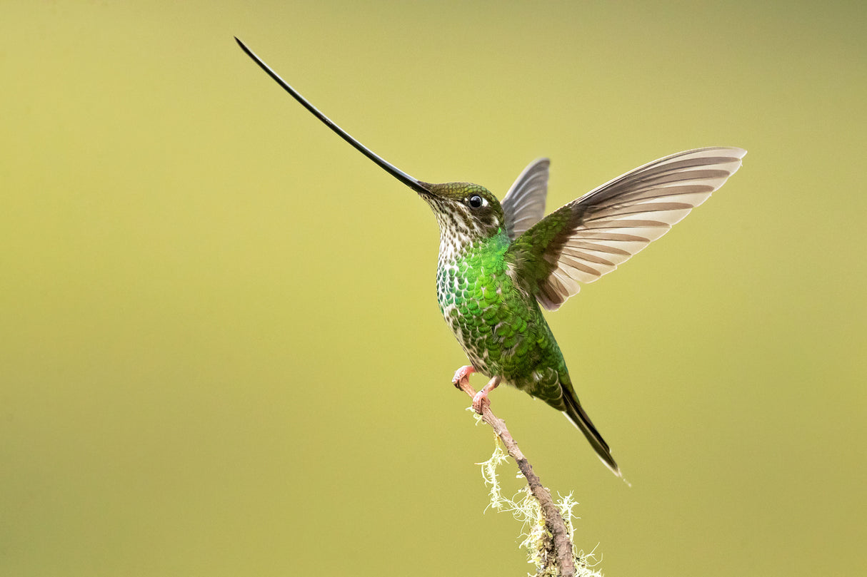 Sword-billed hummingbird Poster och Canvastavla