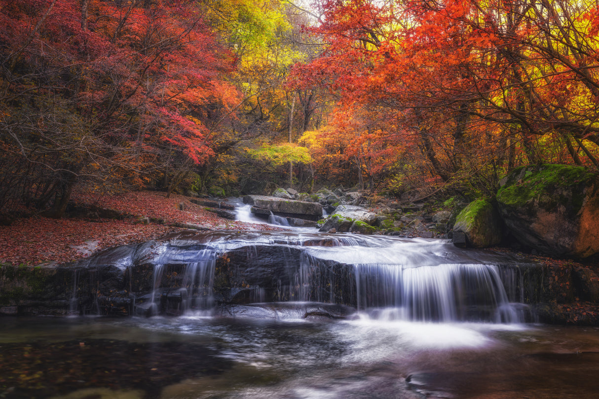 Autumn fall Poster och Canvastavla