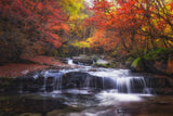 Autumn fall Poster och Canvastavla