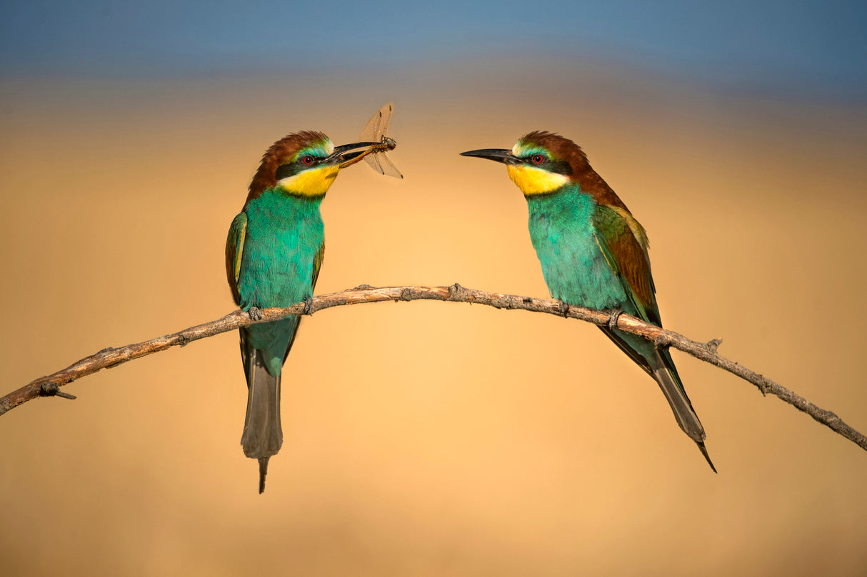 Bee-eater Poster och Canvastavla