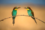 Bee-eater Poster och Canvastavla