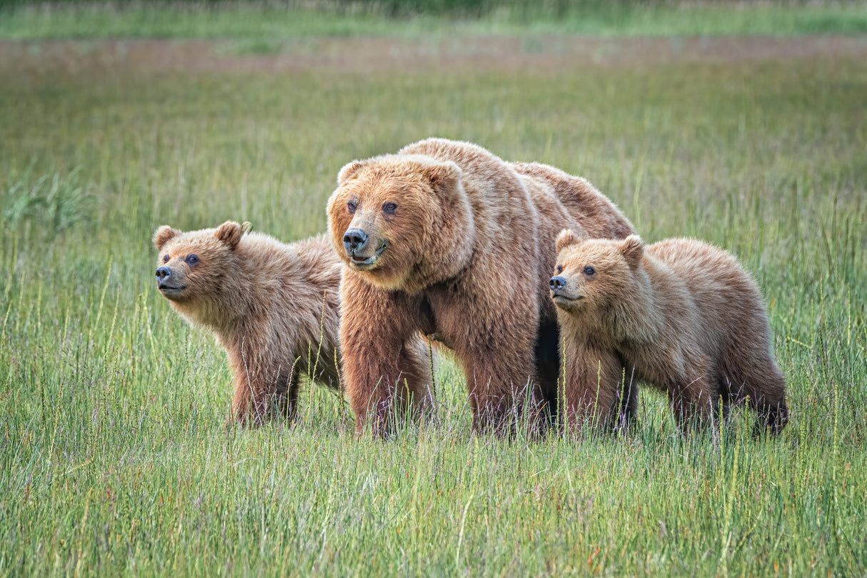 Spring cubs and mom Poster och Canvastavla