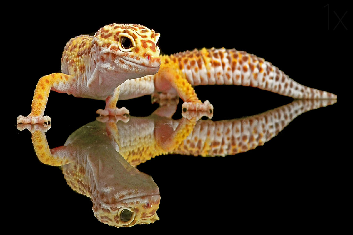 Leopard Gecko Poster och Canvastavla