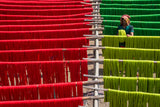 Drying Of Jute Fiber Poster och Canvastavla