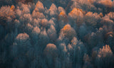 Autumn Poster och Canvastavla