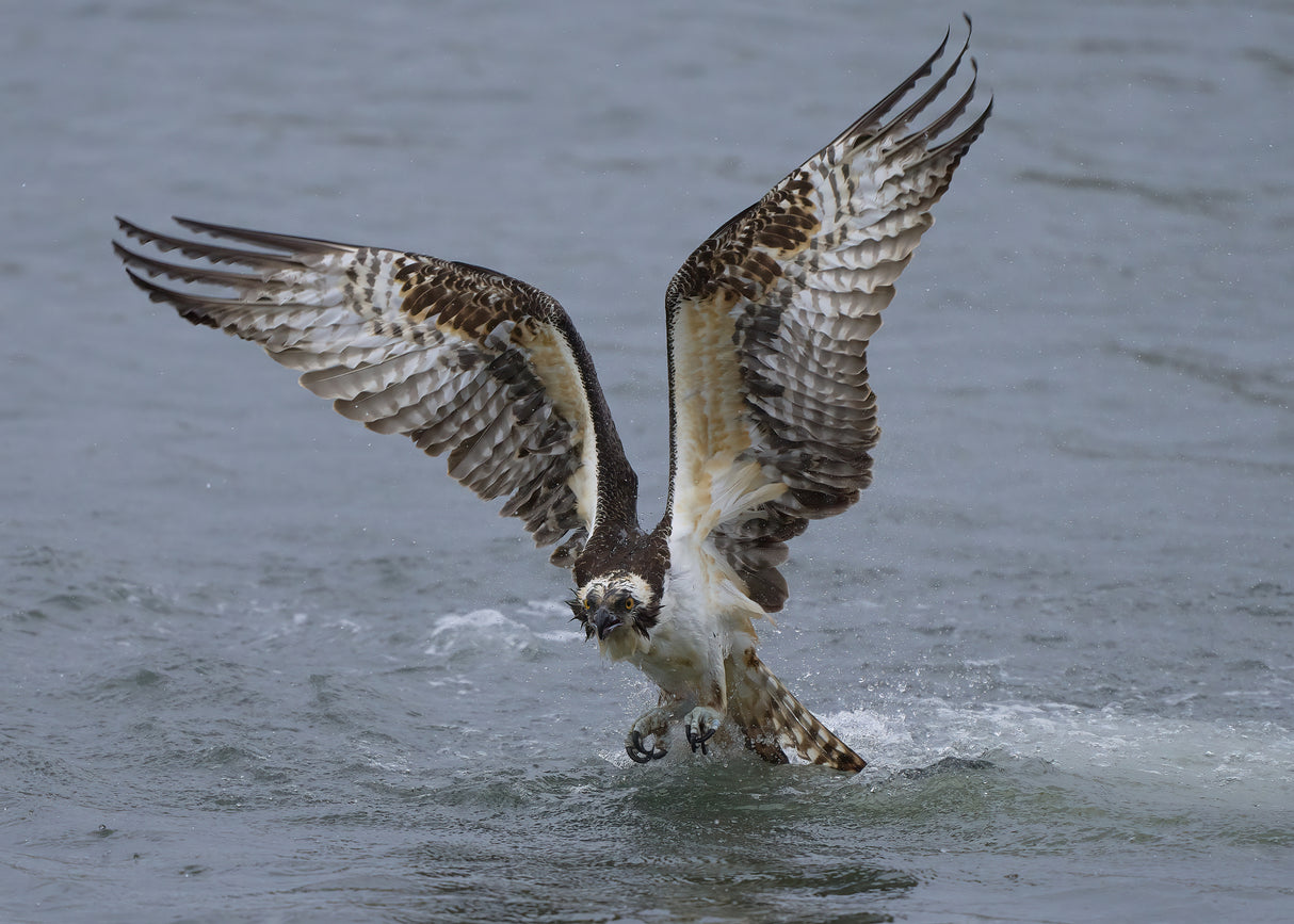 Osprey Poster och Canvastavla