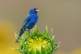 Indigo bunting and sunflower Poster och Canvastavla